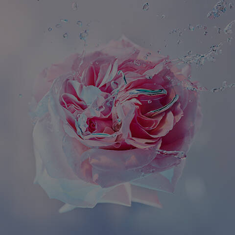 Image Alt Text