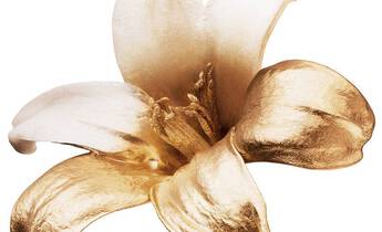 Fleurs blanches brillantes avec des gouttes d'eau sur leurs petales, sur un fond clair.