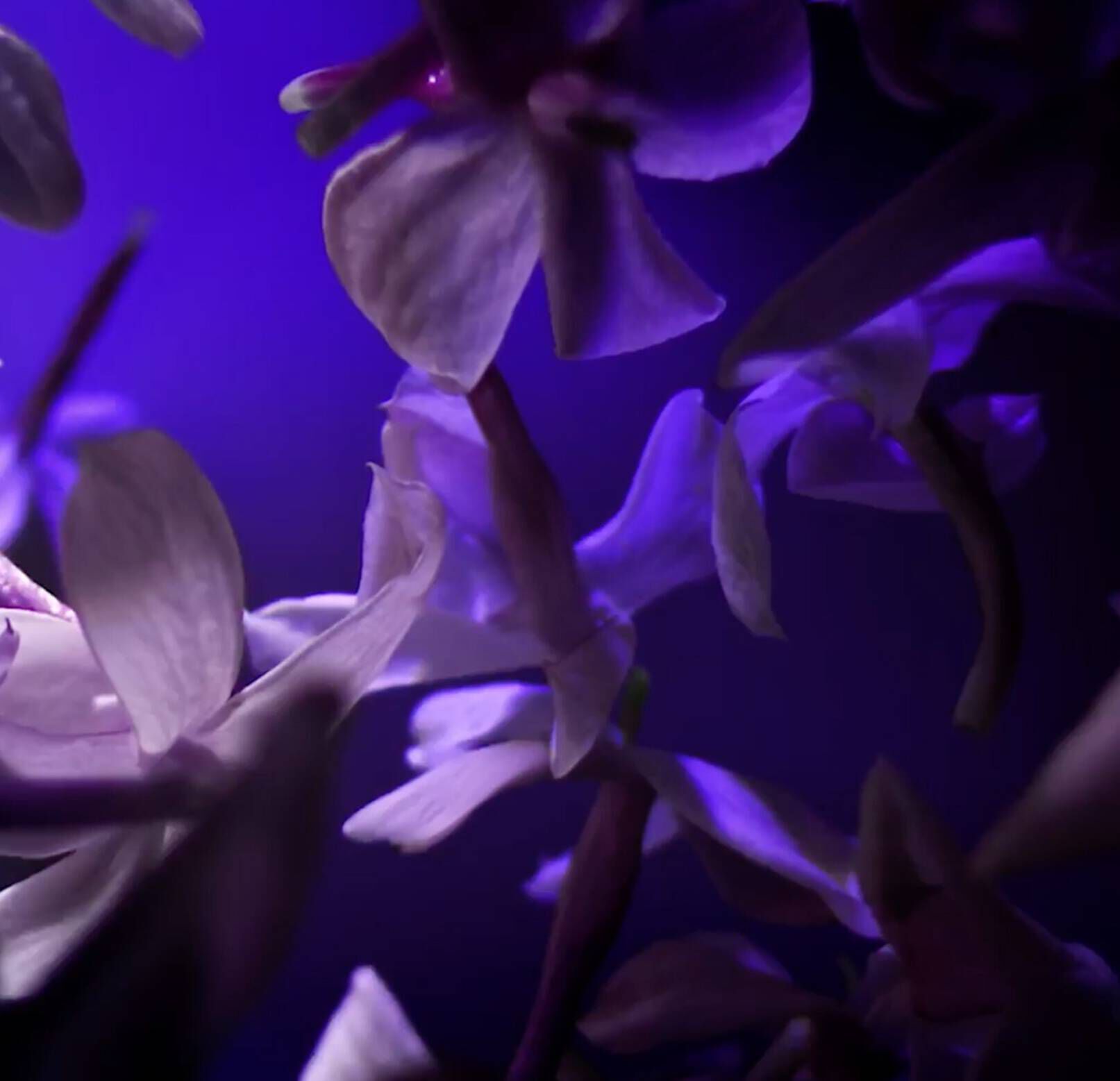 Des fleurs violettes floues sur un fond violet lumineux