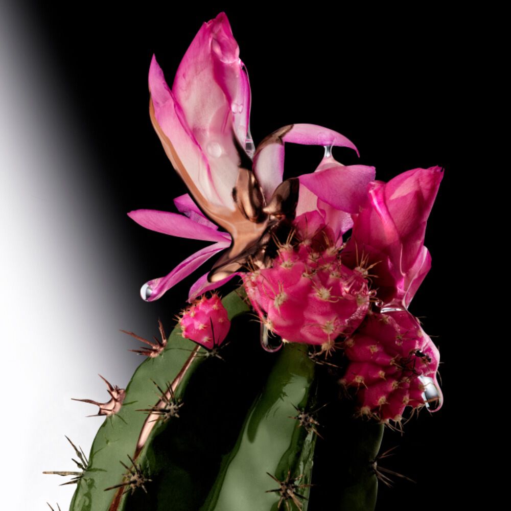 Un cactus vert sur fond noir, orne de fleurs roses et de gouttes d'eau.