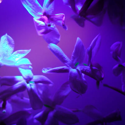 Gros plan sur des fleurs violettes qui brillent sous une lumiere violette