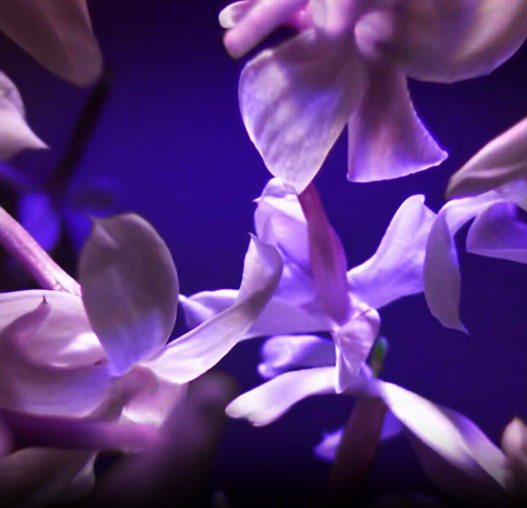 Fleurs delicates aux teintes violettes sur un fond sombre.