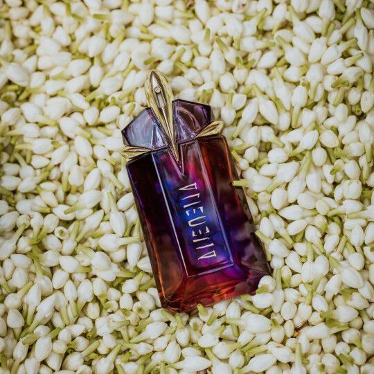Un flacon de parfum aux teintes pourpre fonce et rougeatres qui repose au milieu de boutons de fleurs blanches