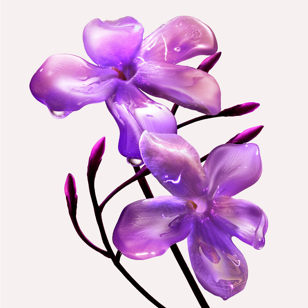 Deux fleurs de jasmin rose sur un fond clair