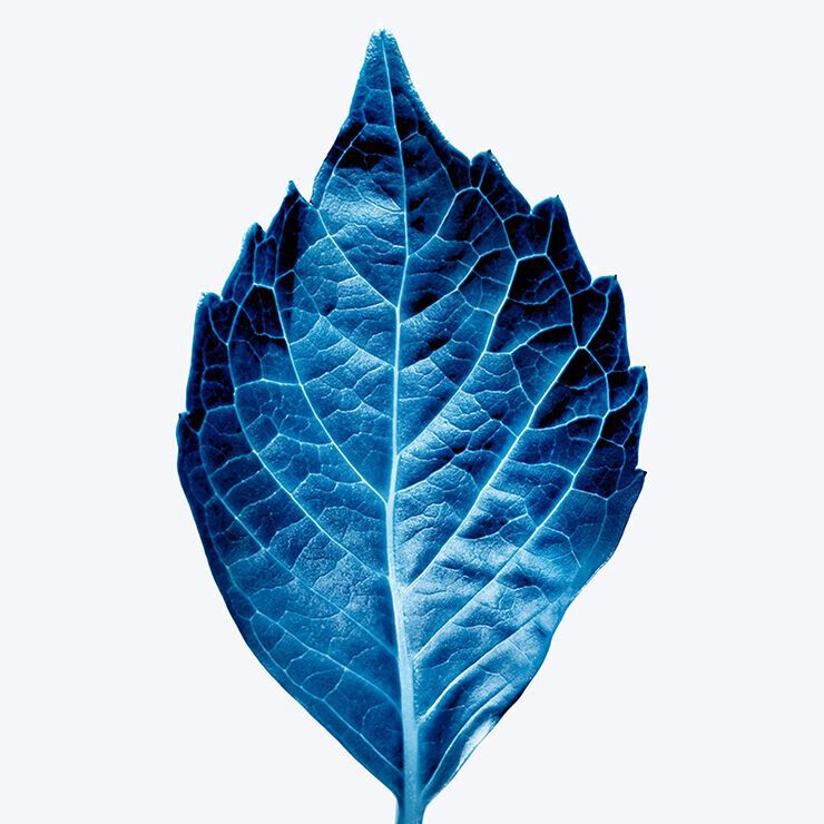 Une feuille bleue aux nervures lumineuses sur un fond gris clair