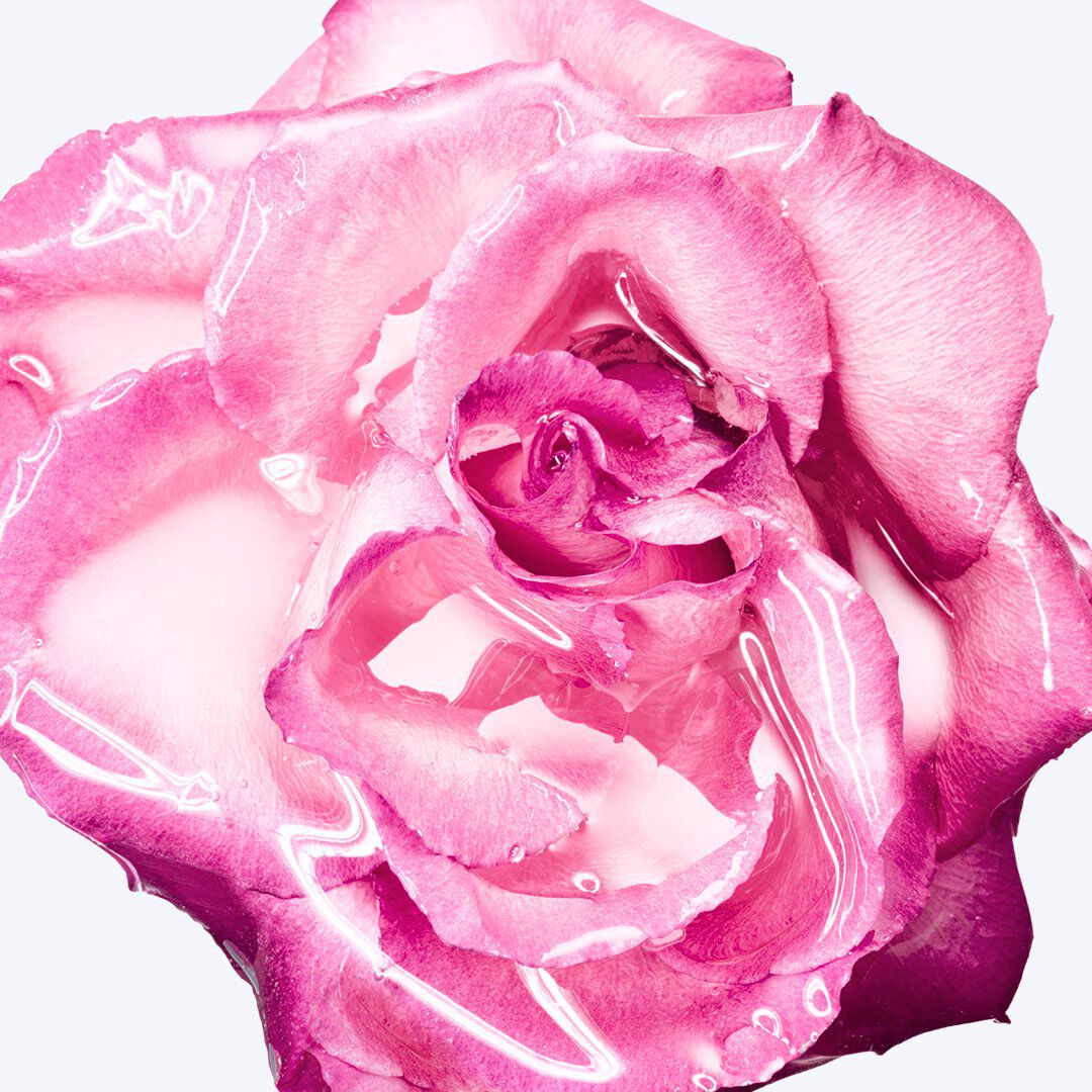 Gros plan macro d une rose d'un rose éclatant, dont les pétales sont parsemés de gouttelettes de gel brillantes