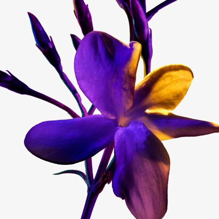 Alien de Mugler : fleur de jasmin sambac aux teintes vives de violet et d or