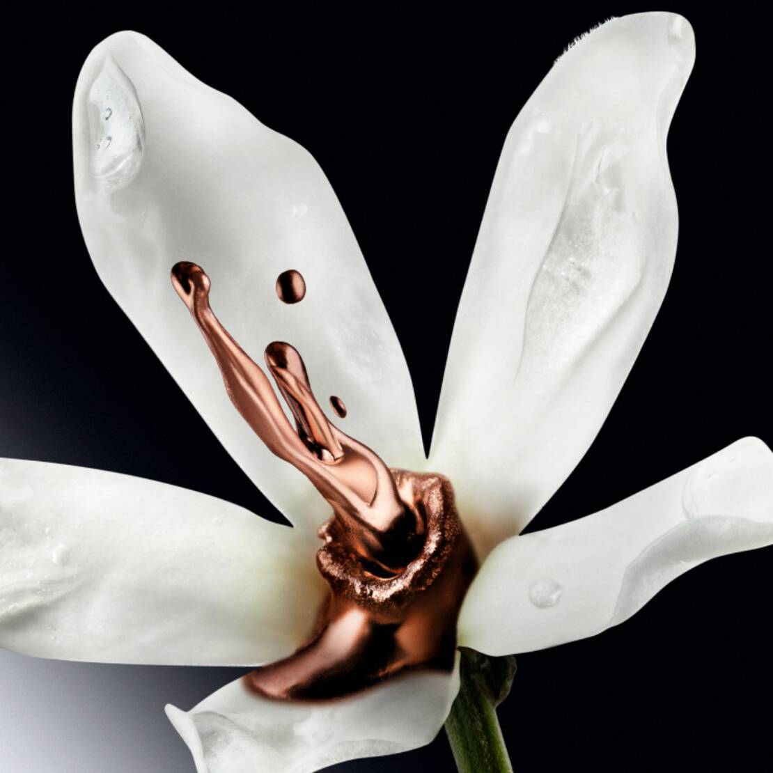 Plan de détail des fleurs blanches : jasmin grandiflorum, jasmin sambac et immortelle, mettant en valeur les notes de cœur florales somptueuses et envoûtantes de Mugler Alien Goddess Supra Florale
