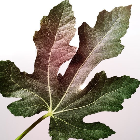accord de feuilles de figuier