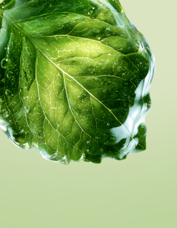 une feuille de patchouli verte sur un fond vert clair.