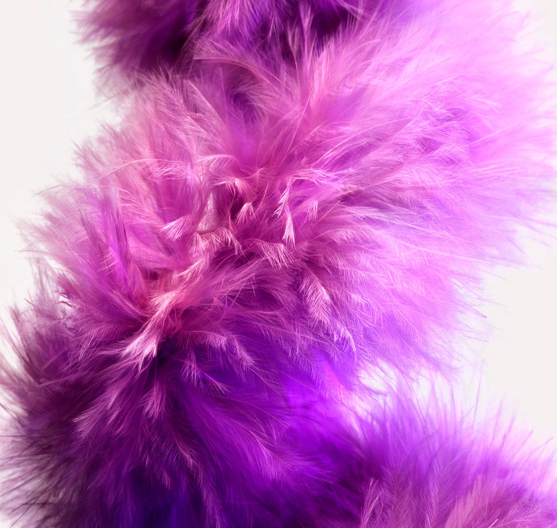 plusieurs plumes roses sur un fond clair