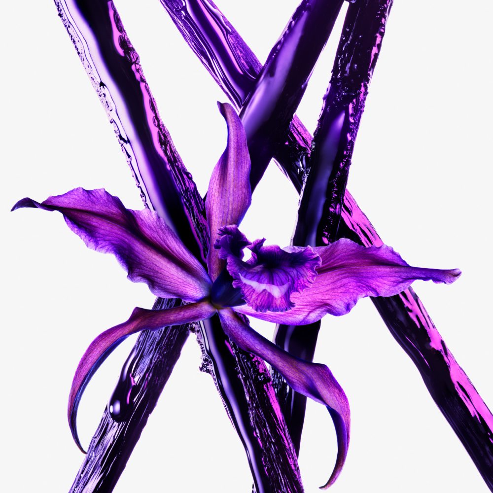 Fleur d'orchidée violette entourée de bandes de liquide également violettes sur fond blanc.