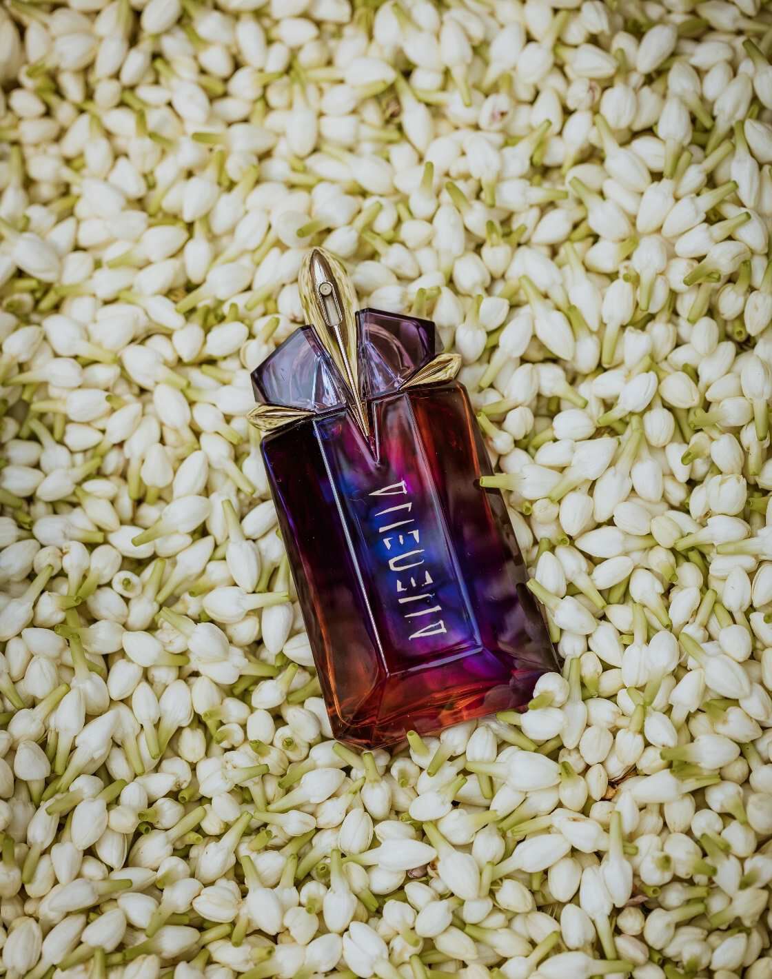 Flacon de parfum posé sur un lit de fleurs blanches, évoquant une atmosphère élégante et parfumée.